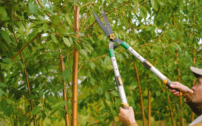 Tree trimming in Thornton, WA